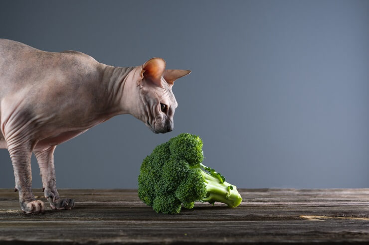 Chat reniflant et inspectant avec curiosité un morceau de brocoli.