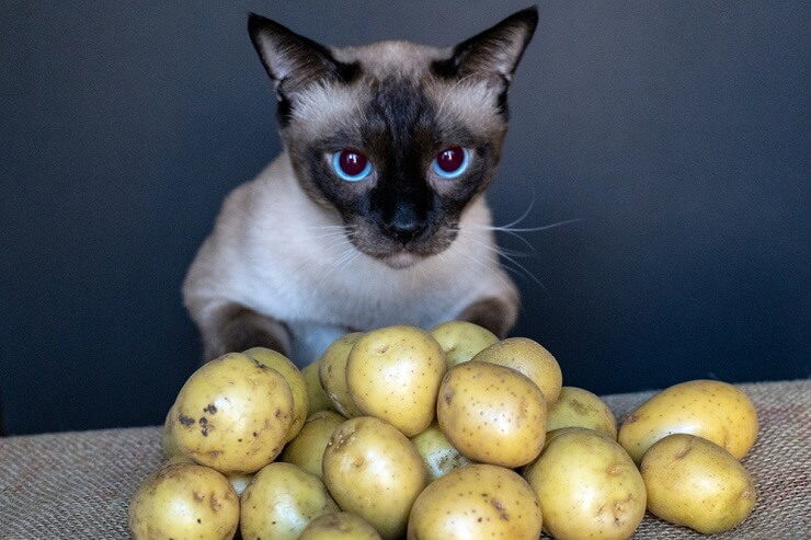 Image répondant à la question : « Les chats peuvent-ils manger des pommes de terre ?