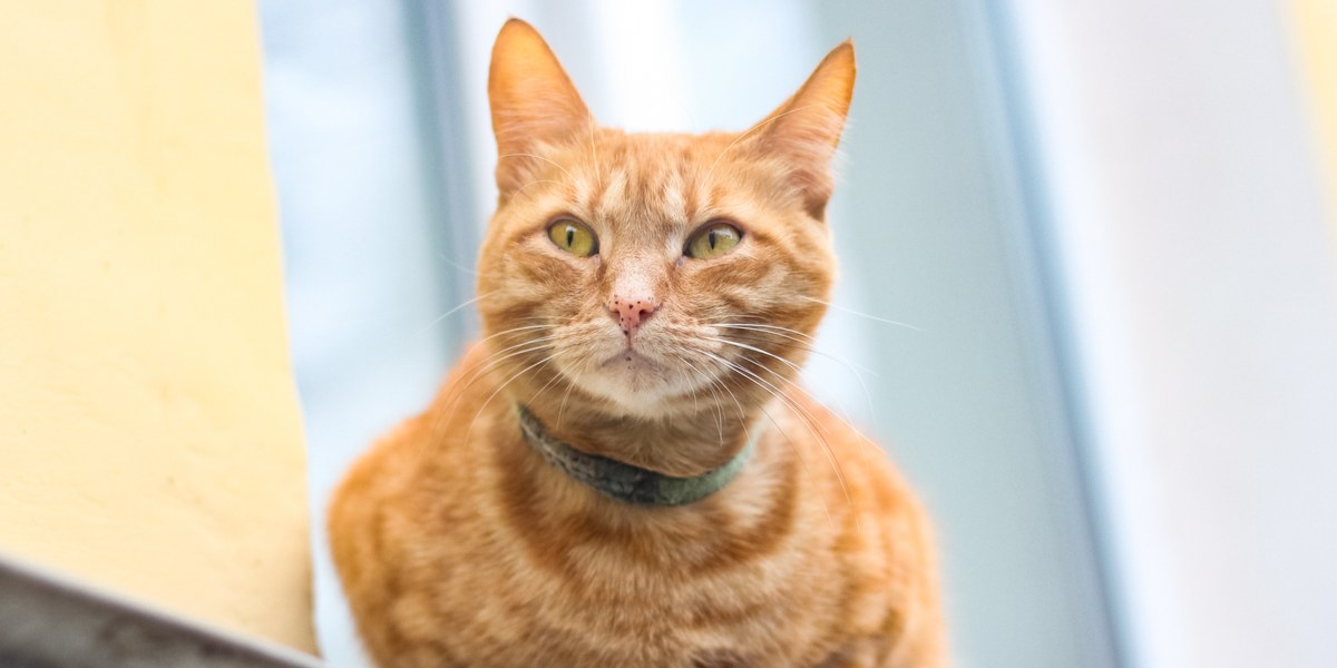 Image en gros plan du nez d'un chat avec d'adorables taches de rousseur, ajoutant du caractère et de l'unicité à ses traits du visage.