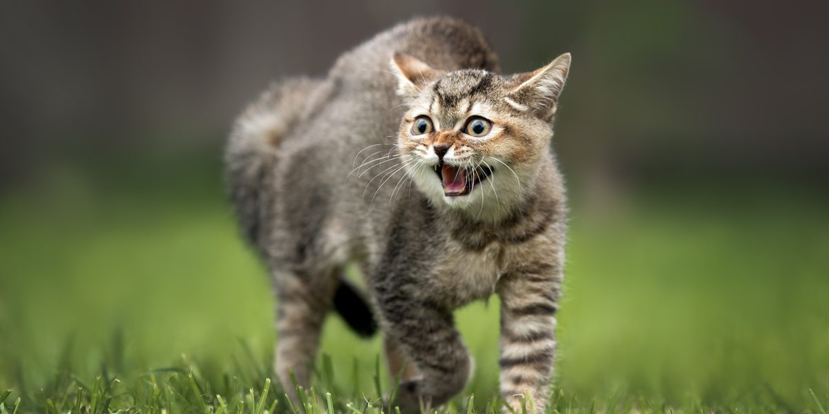 chat qui siffle et cambre son dos