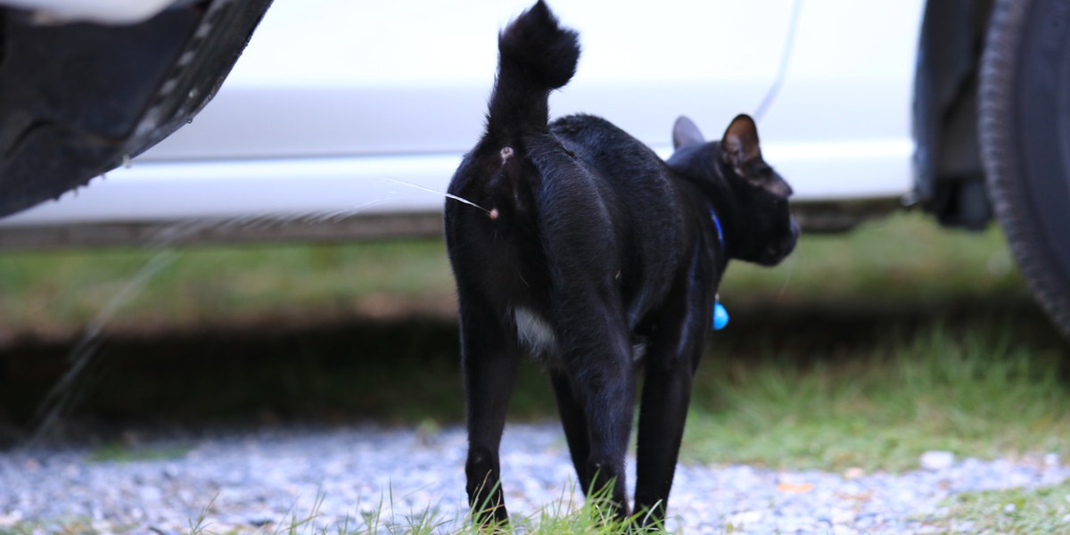 Une image illustrant le comportement des chats qui pulvérisent.