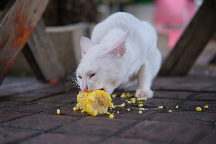 Image capturant un chat mangeant du maïs, mettant en valeur l'interaction d'un félin avec un aliment humain