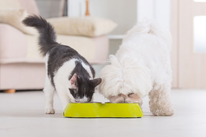 Image d'un chat et d'un chien partageant paisiblement un bol de nourriture, illustrant un moment réconfortant