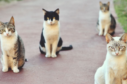 Les 9 Races de chats les plus amicales et les plus gentilles au monde