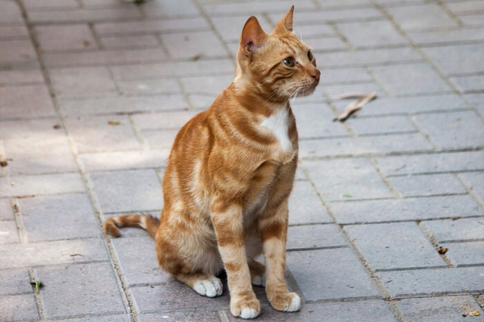 Chat égyptien de la vallée du Nil