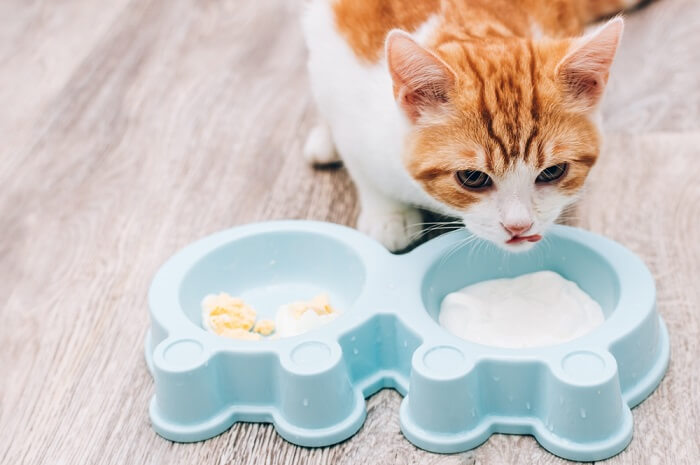 Visualiser les risques potentiels associés à la consommation de yaourt par les chats, en mettant l’accent sur une réflexion approfondie sur les choix alimentaires.