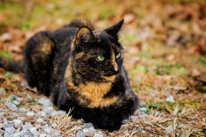 Un chat écaille de tortue, présentant son motif de pelage unique caractérisé par un mélange de différentes couleurs.