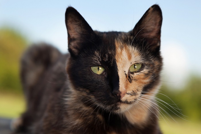 Chats écaille de tortue, présentant un motif de pelage unique caractérisé par un mélange de différentes couleurs.