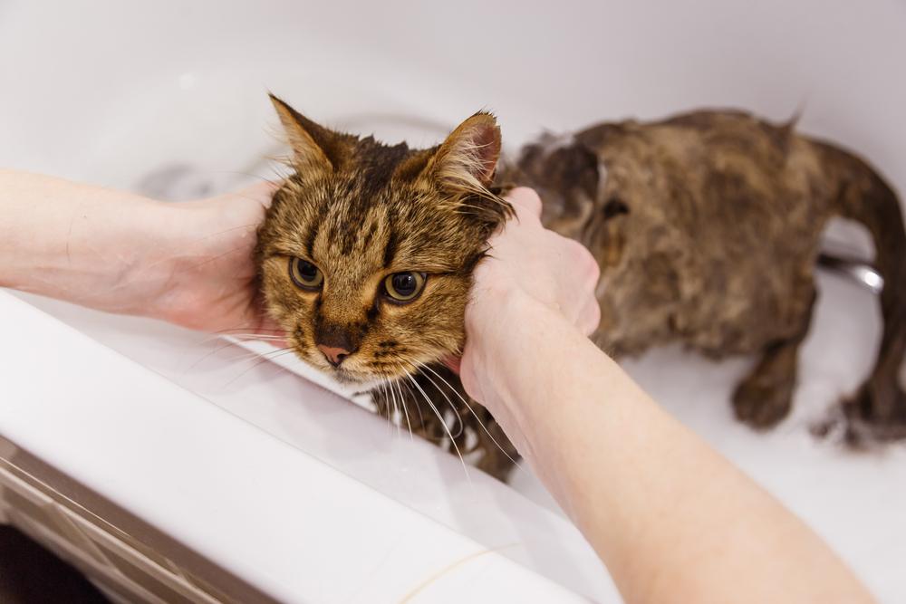 Laver un chat dans la salle de bain