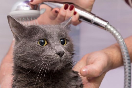 Pourquoi les chats détestent-ils l’eau ?