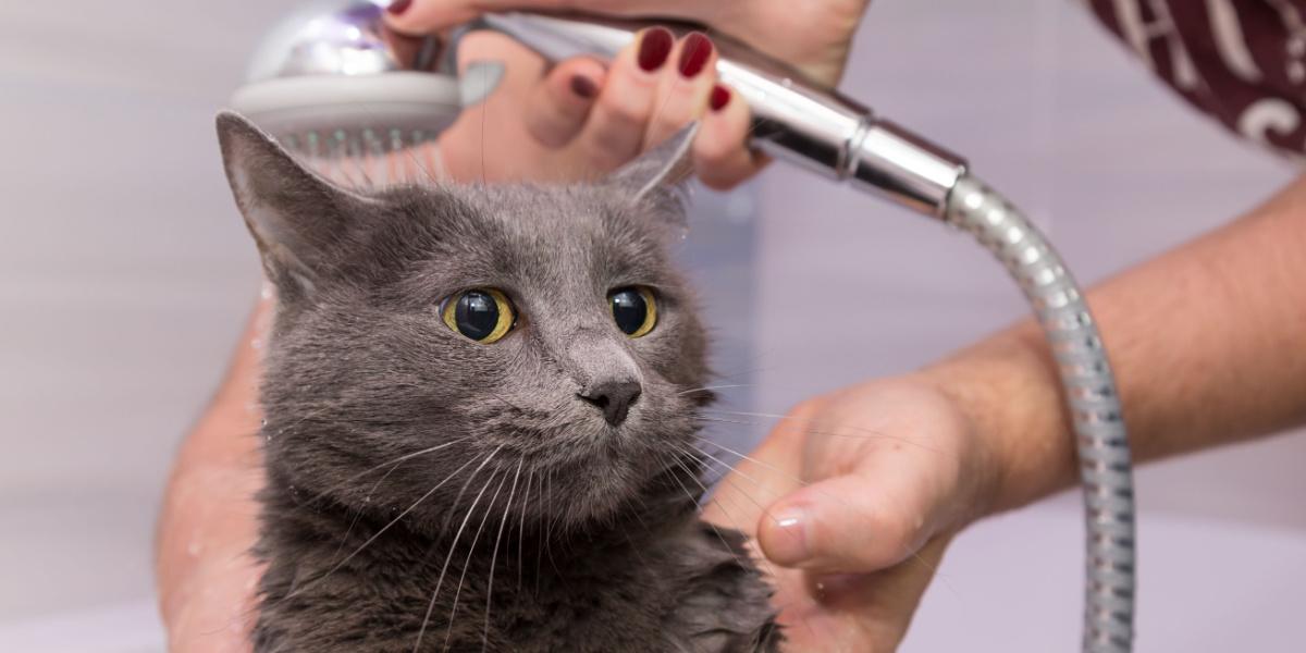 bain sous la douche d'un chat bleu russe domestique