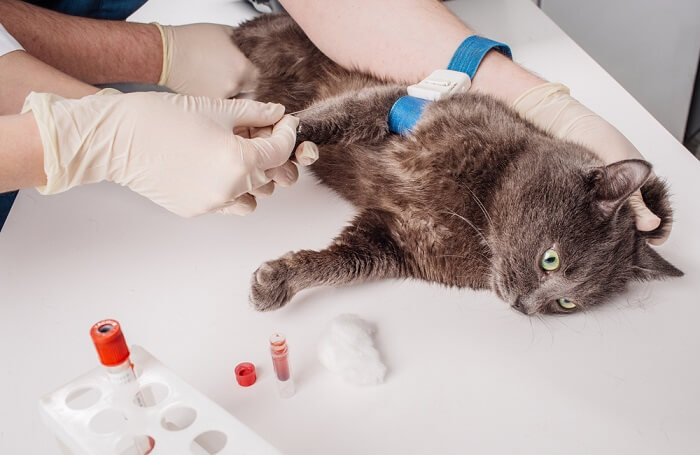 Une image liée à un test sanguin chez le chat, mettant en évidence le processus de diagnostic dans les soins de santé félins.