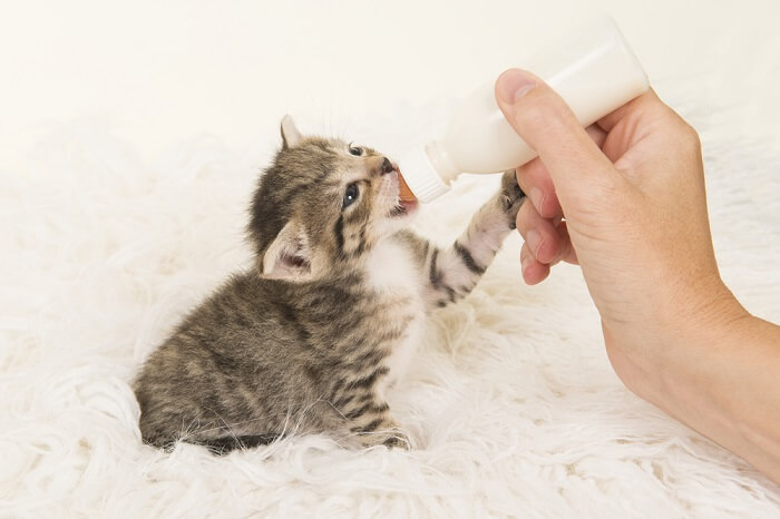 Sevrage naturel ou sevrage d'un chaton nourri au biberon