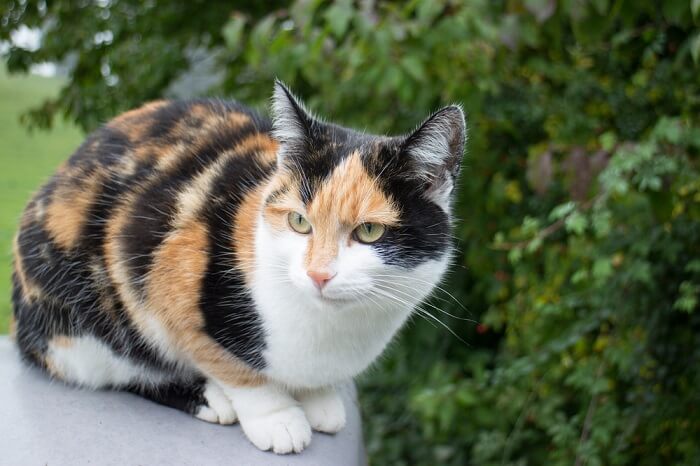 Un chat calico, affichant son motif de pelage distinctif avec une combinaison de taches de fourrure blanches, noires et orange.