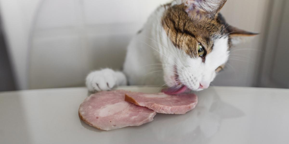 Un chat dégustant une bouchée de jambon, montrant sa curiosité envers différents aliments et saveurs.