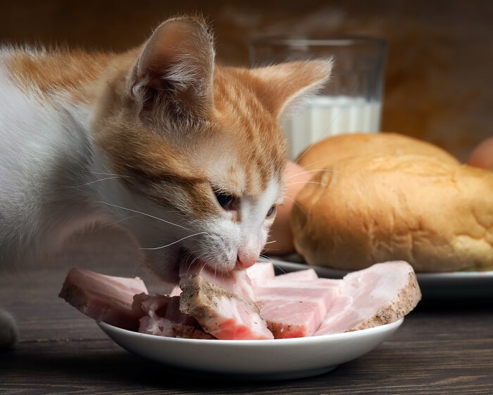 Une image d'un chat montrant de l'intérêt pour une tranche de jambon, capturant un moment de curiosité et d'interaction avec la nourriture humaine