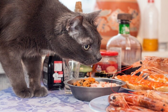 Chat curieux intrigué par une assiette de crevettes succulentes.