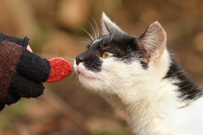 Un chat captivé par une tranche de jambon, reflétant sa curiosité pour la nourriture et les saveurs humaines.