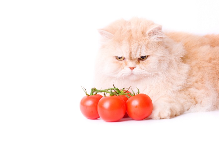 Chat curieux entouré de tomates, soulignant la curiosité pour les aliments inhabituels.