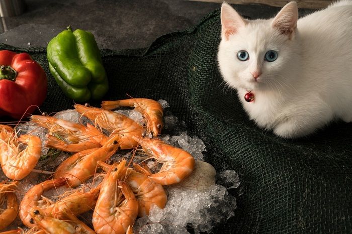 Chat concentré se livrant à un festin de crevettes.