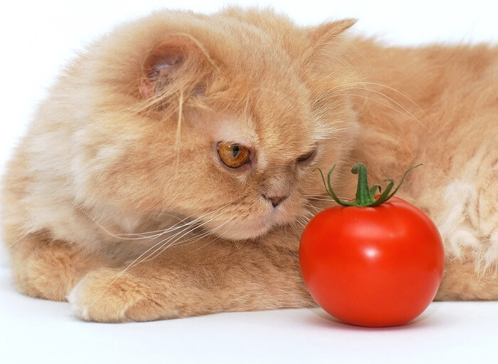 Un chat curieux examine une tomate, soulevant des questions sur les préférences alimentaires des félins.