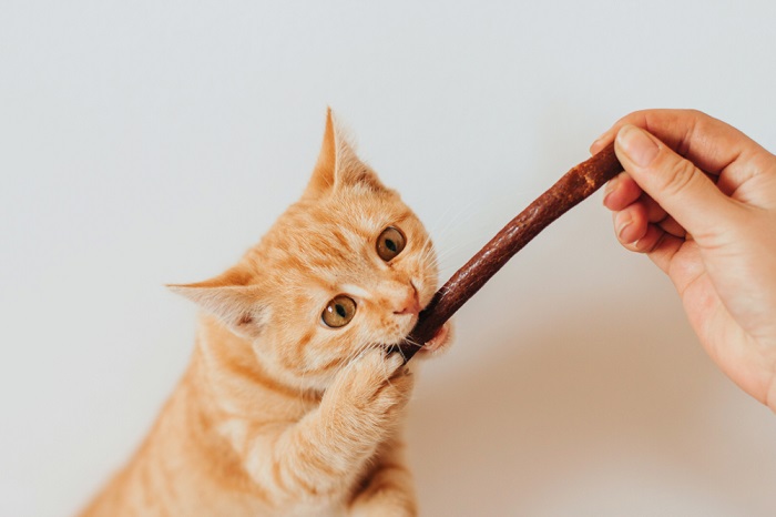 Chat mangeant une friandise à mâcher