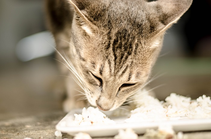 Chat content savourant un repas de riz.