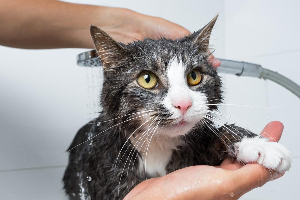 Toilettage de chat.