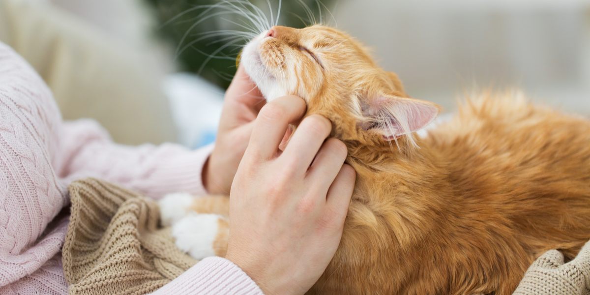 Un chat affichant de l'affection et de l'amour envers son propriétaire, soulignant le lien entre les chats et leurs soignants humains.