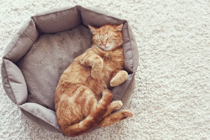 Un chat dans un sommeil profond, confortablement blotti et dormant paisiblement, incarnant la tranquillité et le repos du félin.