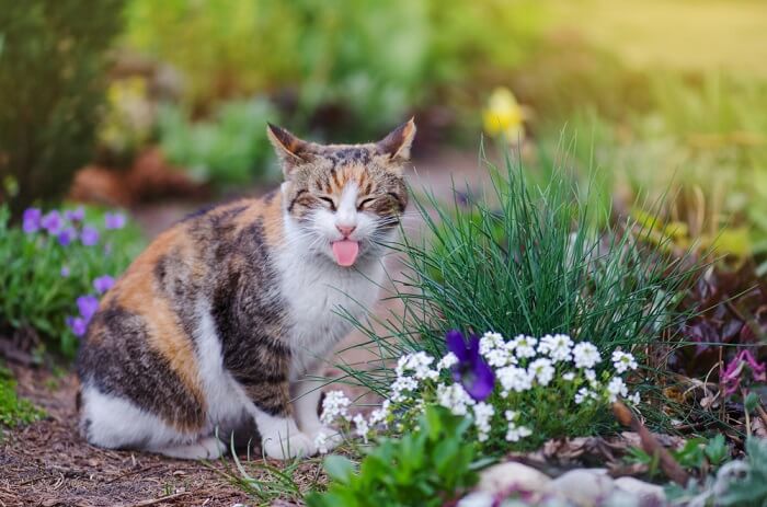 Image représentant un chat tirant la langue de manière ludique, incarnant une expression espiègle et légère.