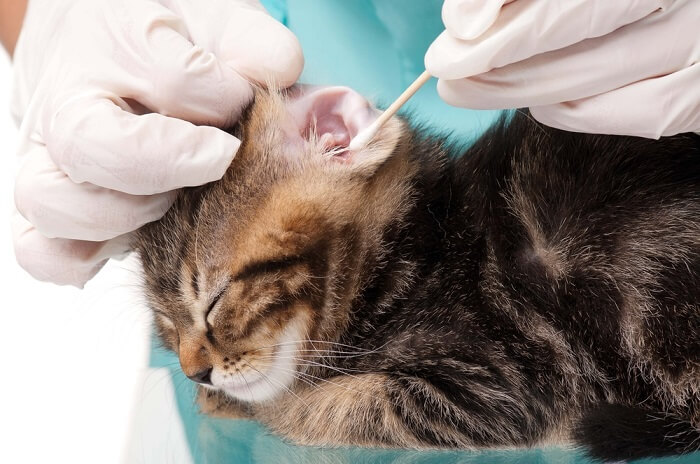 Image représentant une personne nettoyant doucement les oreilles d'un chat.