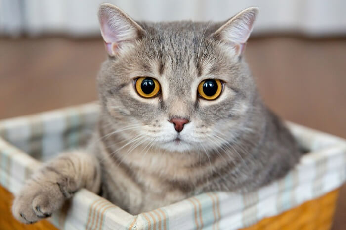 Image présentant l'oreille d'un chat mignon.