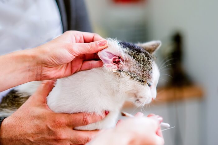 Image offrant une vue à l'intérieur de l'oreille d'un chat.