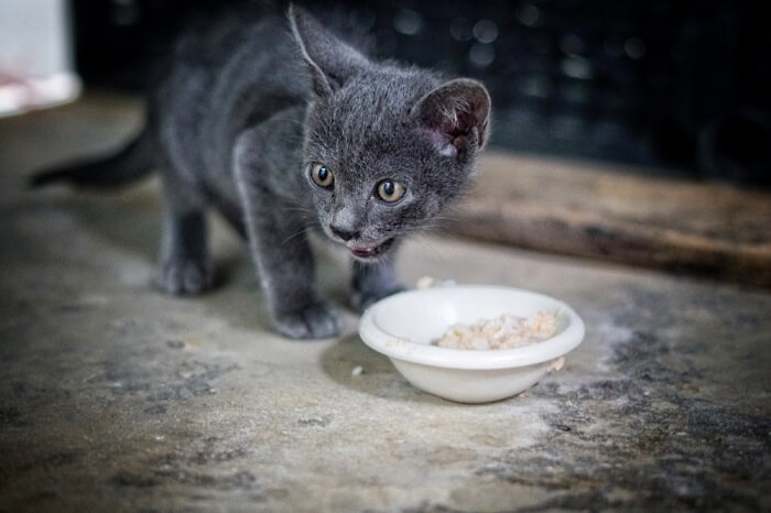 Energetic kitten delightfully enjoying a meal of rice.