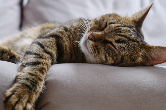 10 conseils pour apprendre à dormir toute la nuit à votre chat