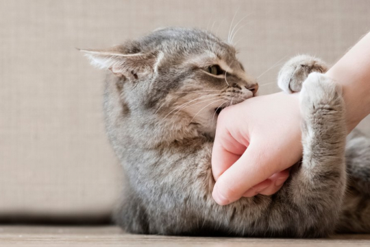 Comment apprendre à votre chat à ne pas mordre ?