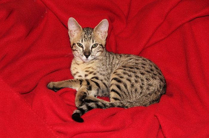 Image d'un chat Savannah, une race connue pour son apparence frappante ressemblant à un serval africain sauvage, mettant en valeur ses caractéristiques uniques et captivantes.