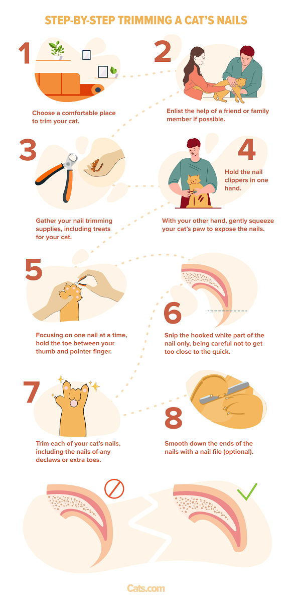 Décomposition étape par étape de la coupe des ongles d'un chat