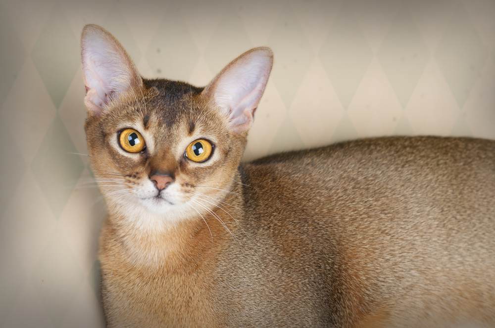 Belle image d'une chatte Abyssinienne rousse, soulignant l'élégance et l'apparence frappante de ce félin