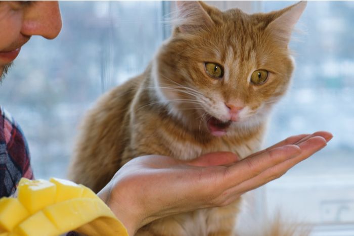 Image discutant des bienfaits de la mangue pour les chats, soulignant les effets positifs potentiels et les considérations relatives à l'incorporation de ce fruit dans leur alimentation