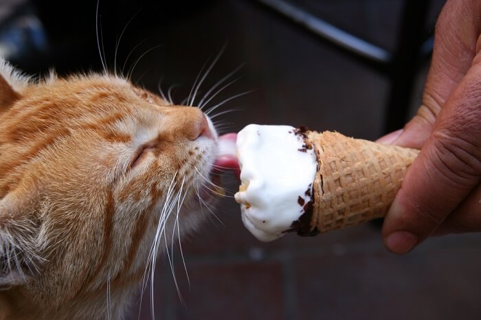 Un chat lèche joyeusement un peu de glace, montrant ainsi sa curiosité envers de nouveaux goûts et de nouvelles textures