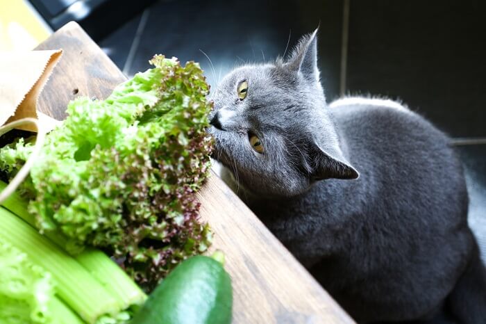 Un chat renifle avec curiosité un morceau de laitue posé sur une table, démontrant ainsi son exploration naturelle des odeurs et de son environnement