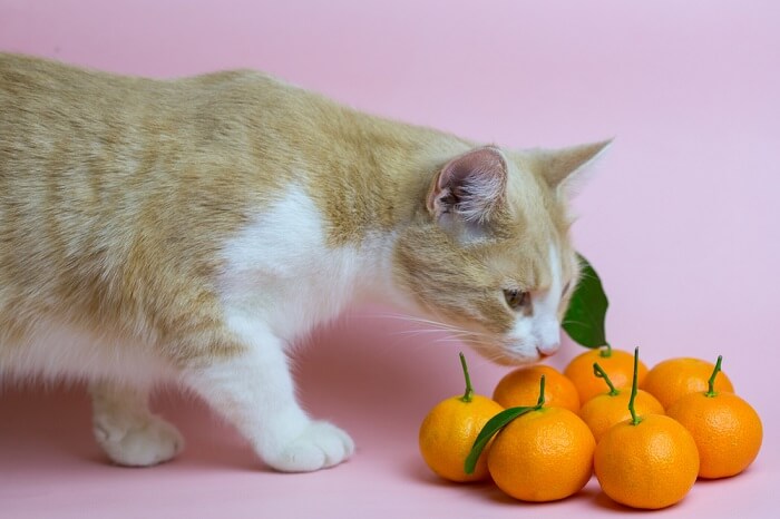 Un chat reniflant curieusement une orange, mettant en valeur sa curiosité naturelle et son exploration de différentes odeurs