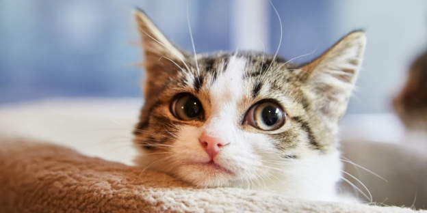 Image intitulée « Les chats peuvent-ils voir les esprits, les fantômes et les anges ? » qui explore la croyance selon laquelle les chats peuvent percevoir des entités surnaturelles.