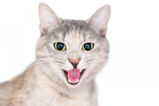 7 Vocalisations courantes des chats et leur signification