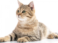 "Image emphasizing cats' acute hearing abilities.