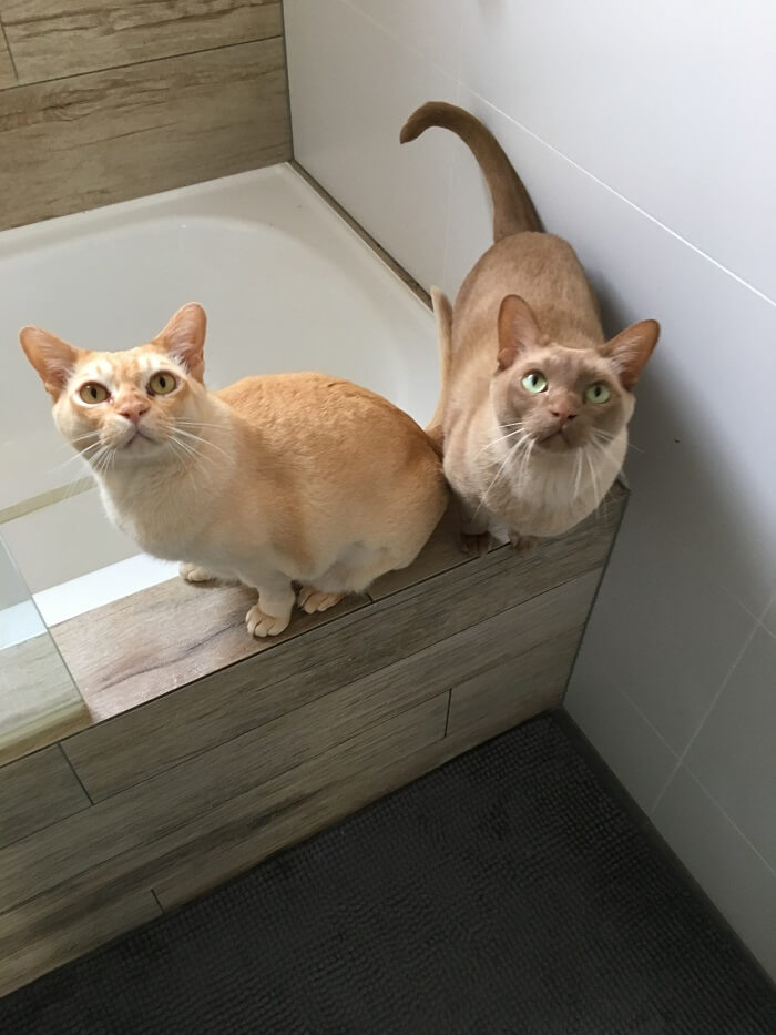 Une scène réconfortante mettant en vedette Erik et Rexxie, deux chats qui aiment accompagner leur propriétaire aux toilettes pendant les routines de soins aux animaux, mettant en valeur le lien fort et la camaraderie entre les compagnons humains et félins.