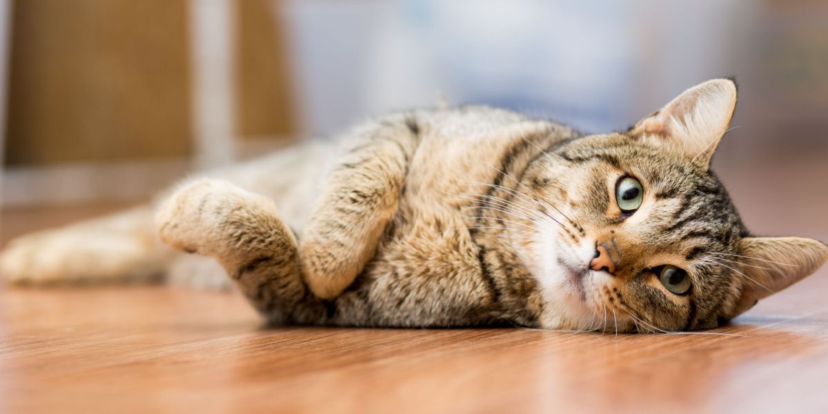 Chat bâtard gris adulte couché sur le sol