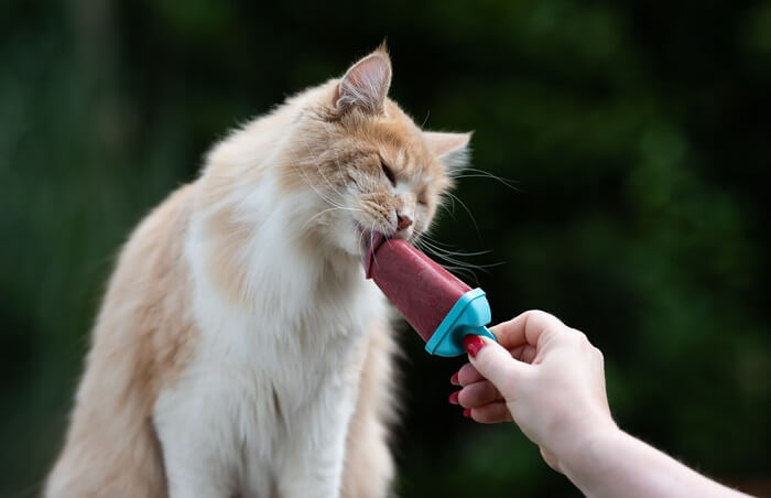 Un chat savourant une bouchée de glace aromatisée, mettant l'accent sur les considérations relatives à la taille des portions et à l'impact potentiel sur le bien-être du chat